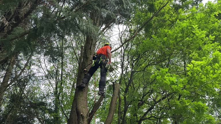 Best Tree Risk Assessment  in USA